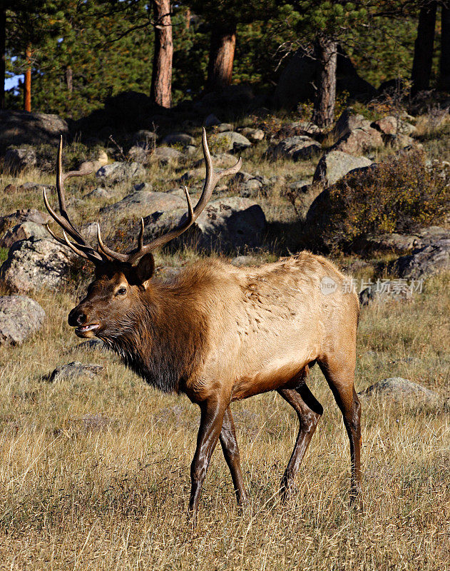 公麋鹿(Cervus elaphus)守护着他的后宫